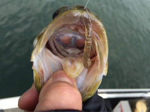 {732BF719-62BA-46E3-A45A-35A5D09BCB3C:01}