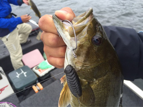 そもそも何故イモが好きなのか 高梨ガイドサービス 桧原湖 バス釣り そもそも何故イモが好きなのか 高梨ガイドサービス 桧原湖 バス釣り